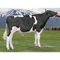 Semen - Bull Holstein