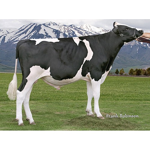 Semen Bull Holstein